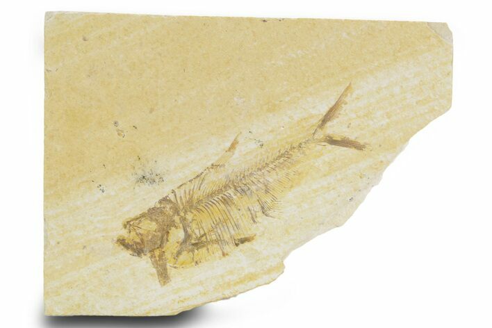 Bargain, Fossil Fish (Diplomystus) - Wyoming #379354